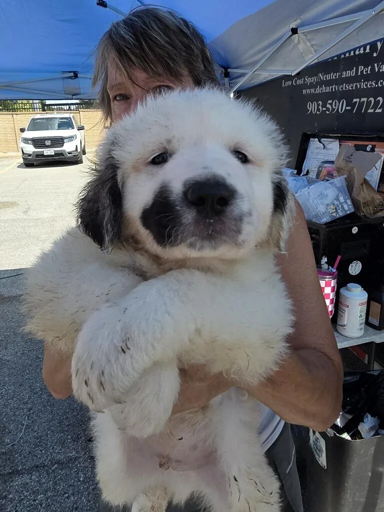 A baby large-sized male Anatolian Shepherd dog named Smudge DFW for adoption in Quinlan, TX