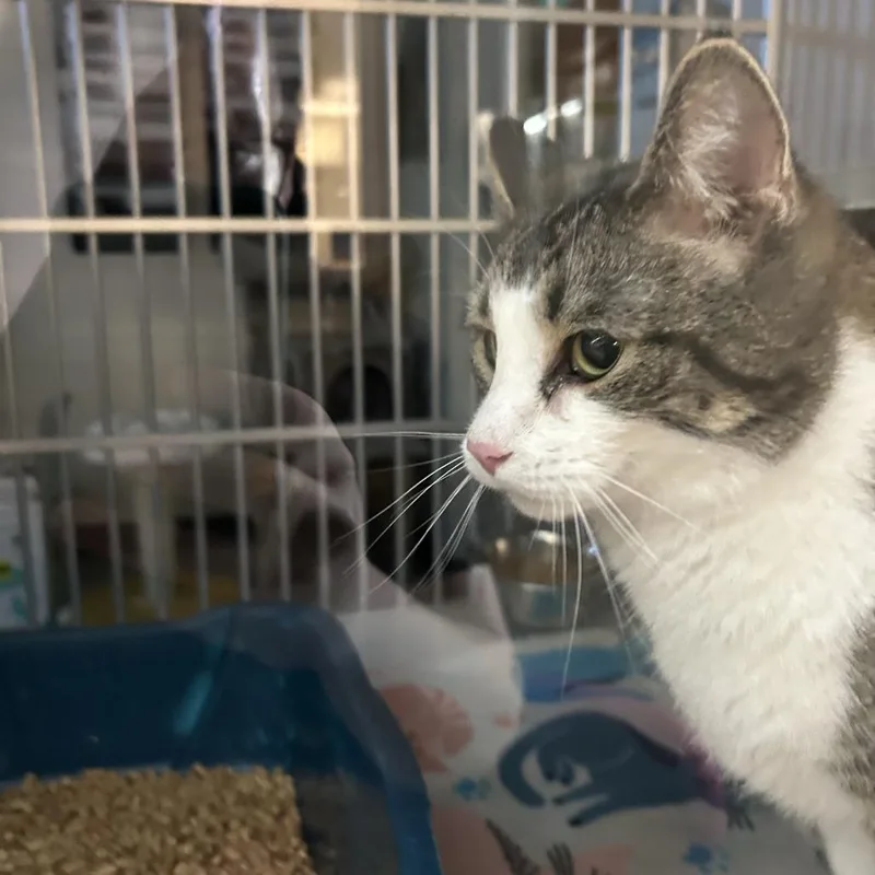 An adult large-sized male Gray / Blue / Silver American Shorthair cat named Cyprus for adoption in Cedar Rapids, IA