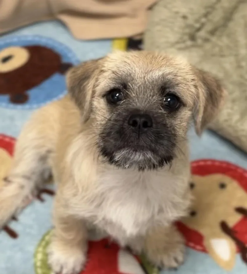 A baby small-sized female Brussels Griffon dog named Gwen for adoption in Copiague, NY