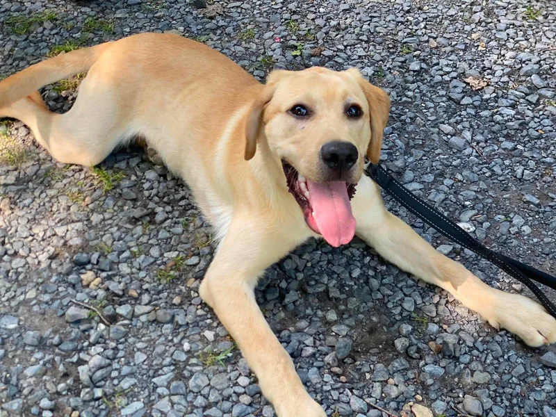 A baby large-sized male Labrador Retriever dog named Warden for adoption in Lewistown, PA