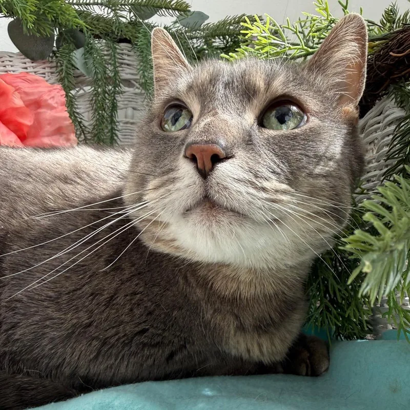 A senior extra large-sized male Gray / Blue / Silver Domestic Short Hair cat named Hunter Cove for adoption in Eaton Rapids, MI