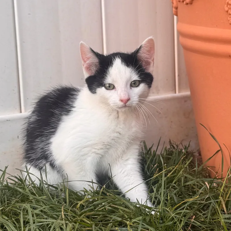 A baby small-sized male Black Domestic Short Hair cat named Picasso for adoption in Brownsboro, AL