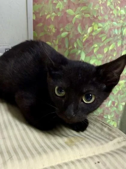 A young small-sized male Domestic Short Hair cat named Sherlock for adoption in San Antonio, TX