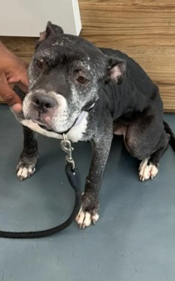 A senior medium-sized female Mixed Breed dog named Gem for adoption in Ridgewood, NY