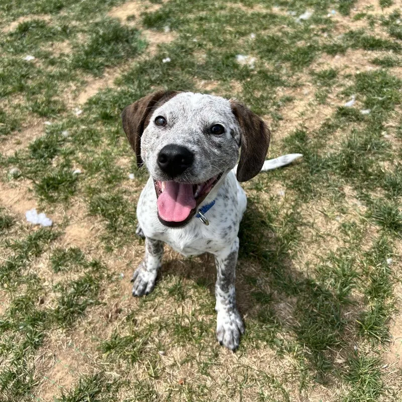 A baby small-sized male Brown / Chocolate Hound dog named Billy Bob for adoption in Harrisonburg, VA