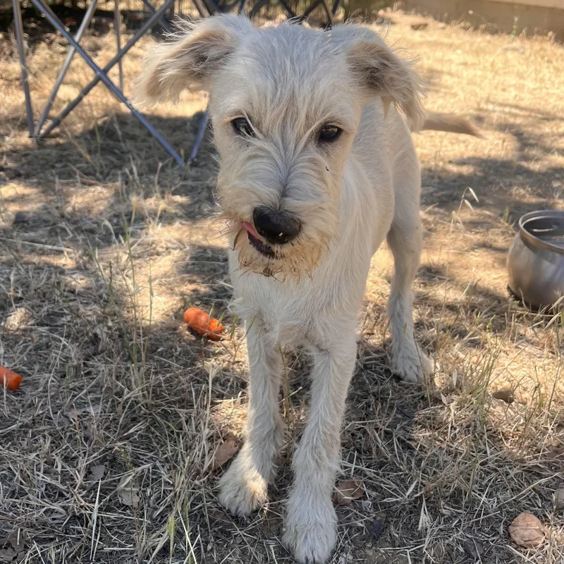A baby small-sized male White / Cream Miniature Schnauzer dog named Mr. Handsome Mario for adoption in Ridgefield, WA