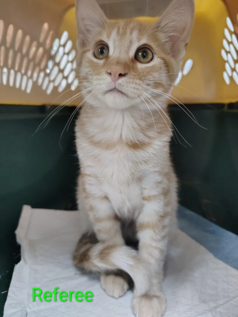 A baby medium-sized male Domestic Short Hair cat named Referee for adoption in Lincoln, CA