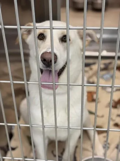 An adult large-sized female Mixed Breed dog named Polar for adoption in Memphis, TN