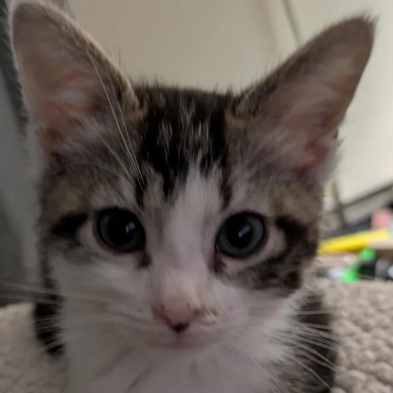 A baby small-sized male Brown / Chocolate Domestic Short Hair cat named Jake for adoption in Delaware, OH