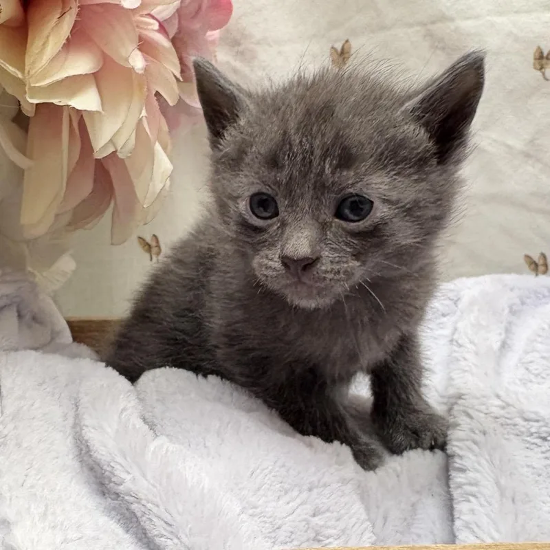 A baby small-sized male Gray / Blue / Silver American Shorthair cat named Mtn Dew for adoption in Newberg, OR