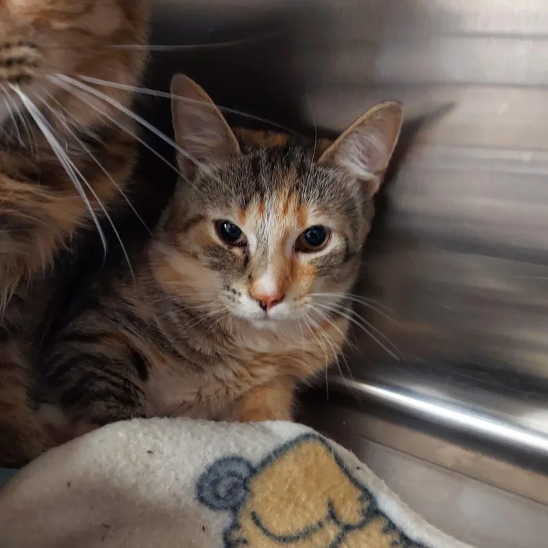 A young medium-sized female Gray / Blue / Silver Domestic Short Hair cat named Havana for adoption in Ashtabula, OH