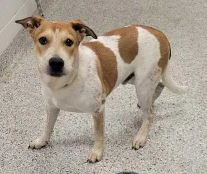A baby medium-sized male Brown / Chocolate Mixed Breed dog named Indo for adoption in Kansas City, MO