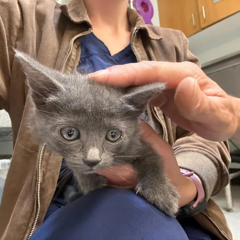 A baby small-sized female Gray / Blue / Silver Domestic Short Hair cat named Ferocity for adoption in Durango, CO