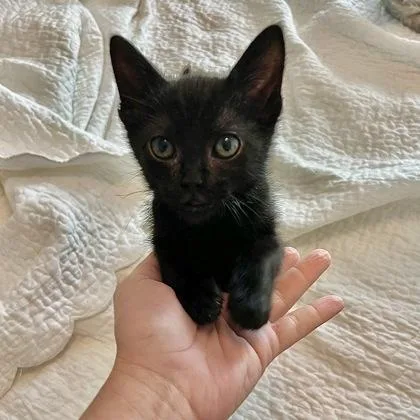 A baby small-sized female Domestic Short Hair cat named Polly Pocket for adoption in Fort Worth, TX