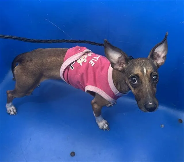 An adult small-sized female Mixed Breed dog named Felicity for adoption in Dallas, TX