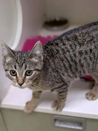 An adult medium-sized female Domestic Short Hair cat named Malibu for adoption in Mansfield, TX