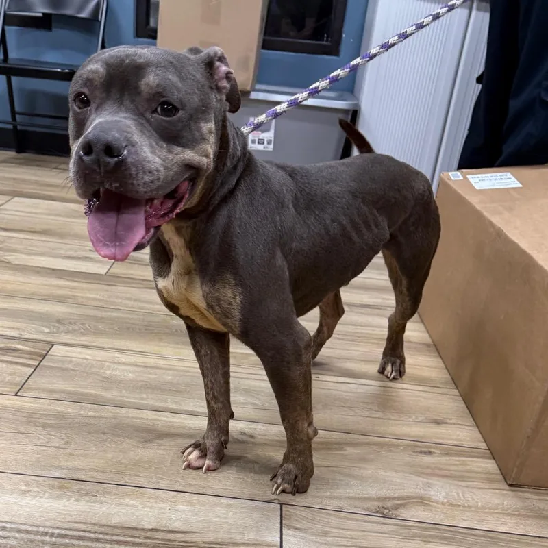 An adult medium-sized male Gray / Blue / Silver Pit Bull Terrier dog named Raggie for adoption in Newark, NJ