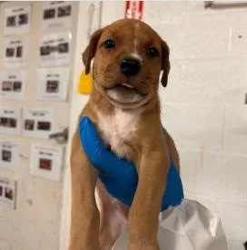 A baby medium-sized female Mixed Breed dog named Boo for adoption in West Chester, PA