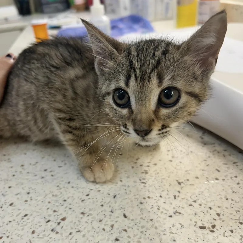 A baby small-sized female Brown / Chocolate Domestic Short Hair cat named Kalahari for adoption in Auburn, AL