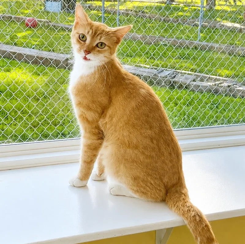 An adult medium-sized male Orange & White Domestic Short Hair cat named Raphael for adoption in Jamestown, ND