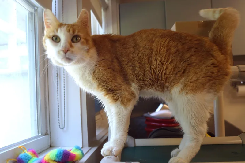 A senior large-sized female Orange & White Domestic Short Hair cat named Rhubarb for adoption in New Milford, CT