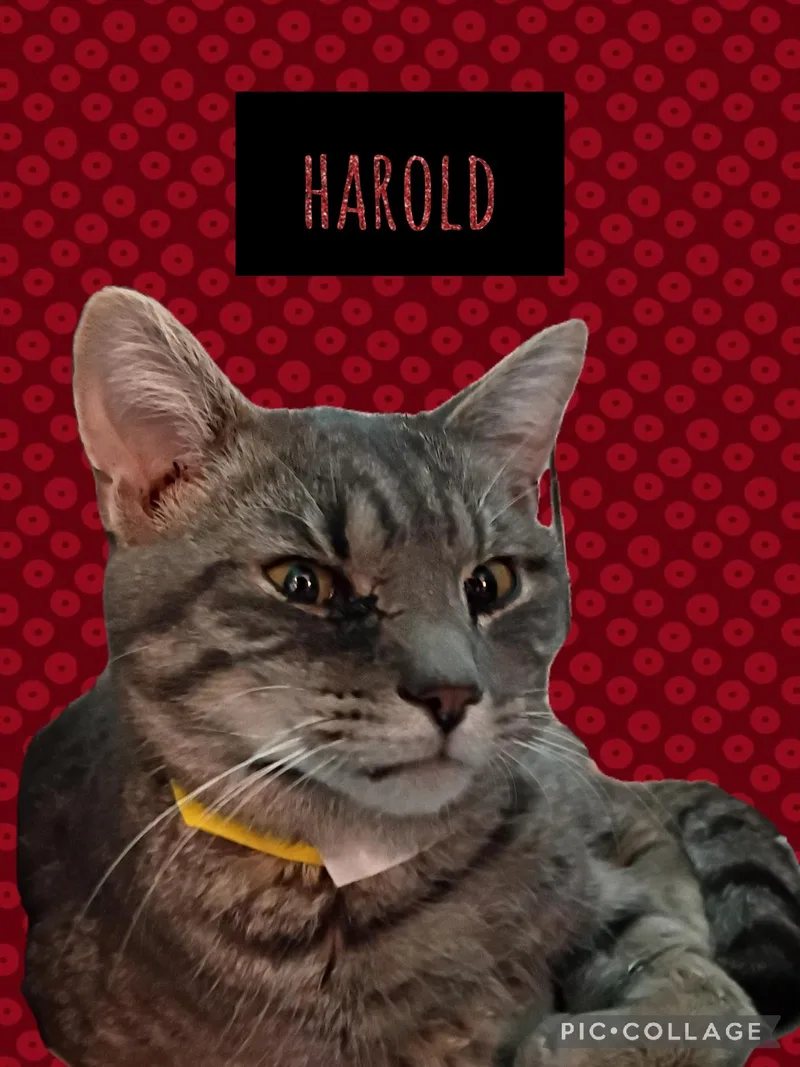 Harold