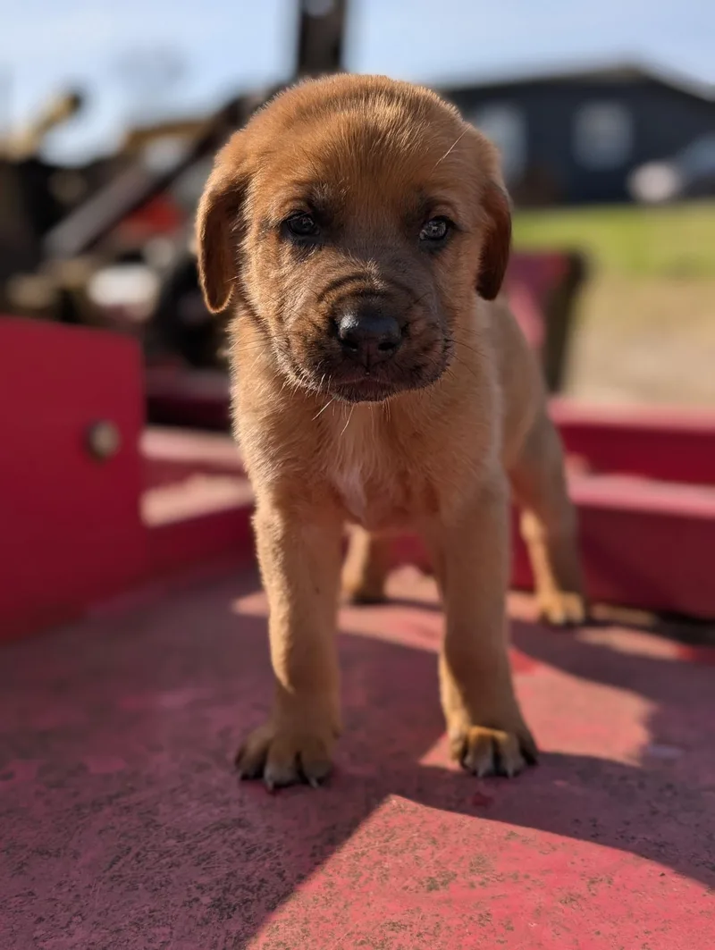 Zucchini “zukes” thumbnail 3