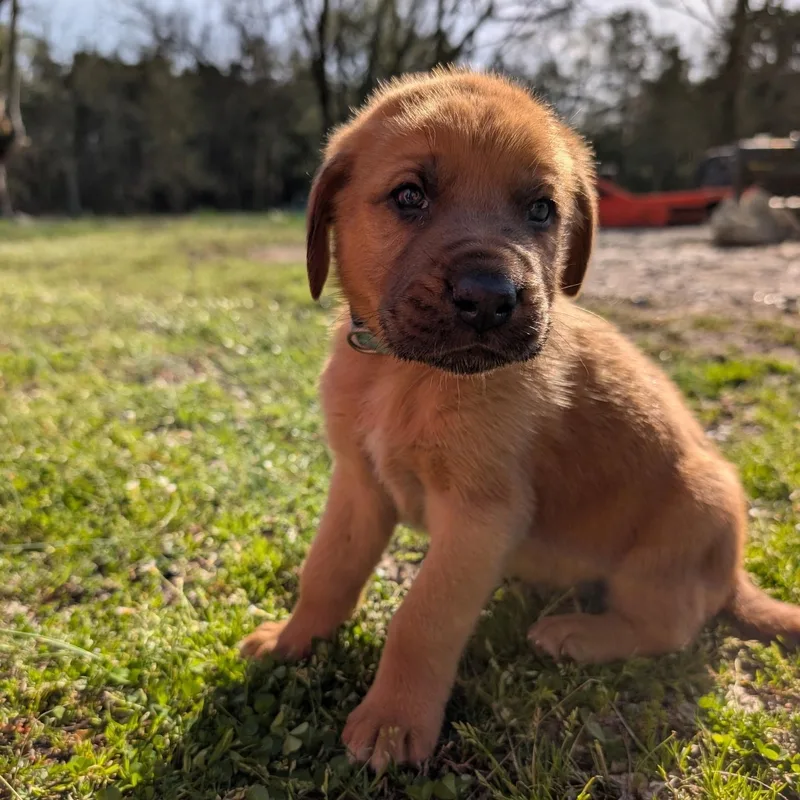 Zucchini “zukes”