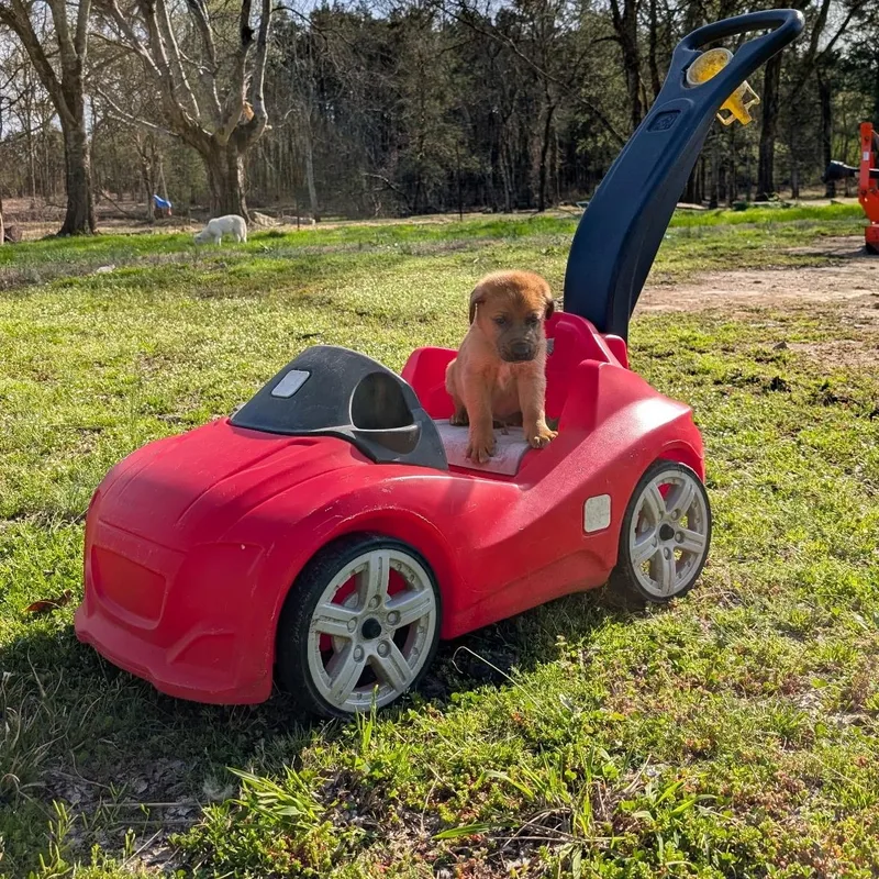 Zucchini “zukes” thumbnail 5