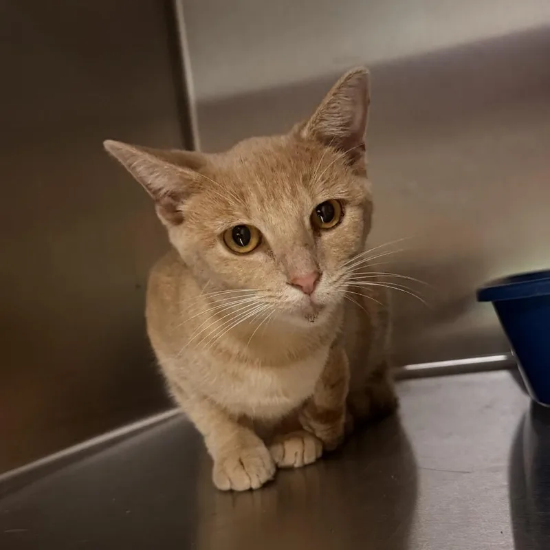 A young small-sized female Orange / Red Domestic Short Hair cat named HTRSStray for adoption in Terre Haute, IN