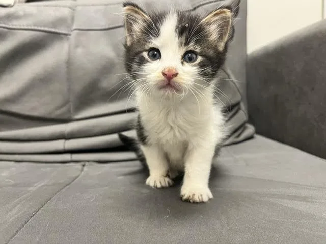 A baby medium-sized female Tabby (Brown / Chocolate) Domestic Medium Hair cat named Socket for adoption in St. John, IN