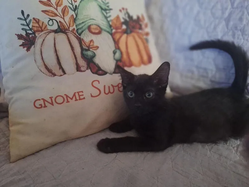 A baby small-sized female Black Domestic Short Hair cat named Clove for adoption in Lancaster, CA