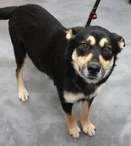 An adult medium-sized female Shepherd dog named Rosa for adoption in Thief River Falls, MN