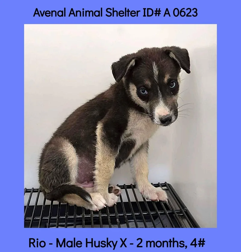 A baby medium-sized male Black Shepherd dog named Rio for adoption in Avenal, CA