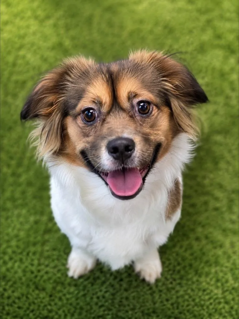 A young small-sized male Pekingese dog named Chuck for adoption in East Ridge, TN