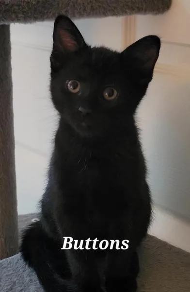 Buttons thumbnail 4