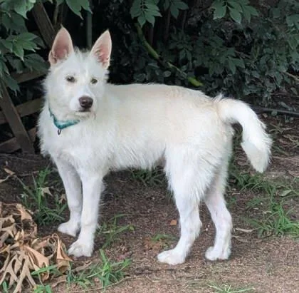 A baby small-sized male West Highland White Terrier / Westie dog named Grady for adoption in Malvern, PA