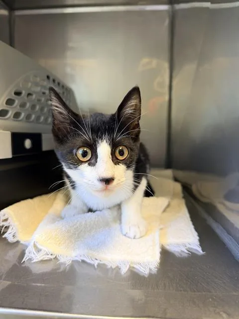 A baby small-sized female Domestic Short Hair cat named Bianca for adoption in Santa Cruz, CA