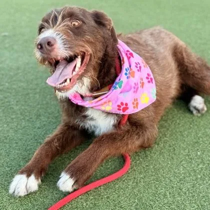 An adult large-sized female Mixed Breed dog named Poppy for adoption in Largo, FL