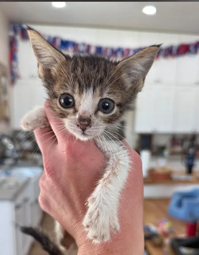 A baby small-sized female Gray & White Domestic Short Hair cat named Bennie for adoption in Thatcher, AZ