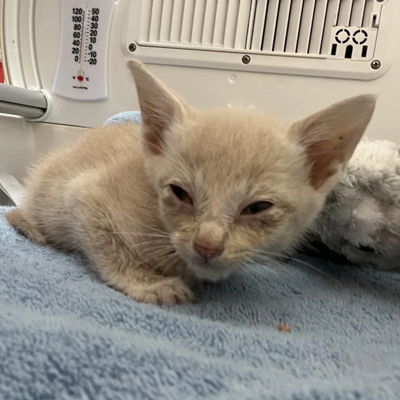 A baby small-sized male Buff / Tan / Fawn Domestic Short Hair cat named Earth for adoption in Lynchburg, VA