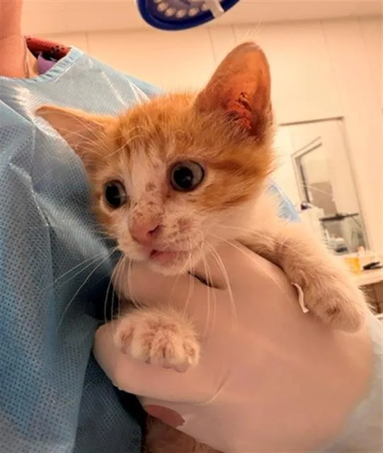 A baby small-sized male Domestic Short Hair cat named Scrubby for adoption in Baytown, TX