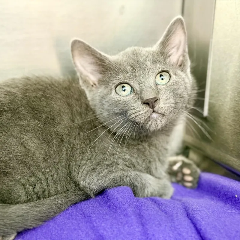 A baby medium-sized male Gray / Blue / Silver Domestic Short Hair cat named Sterling for adoption in Jackson, NJ