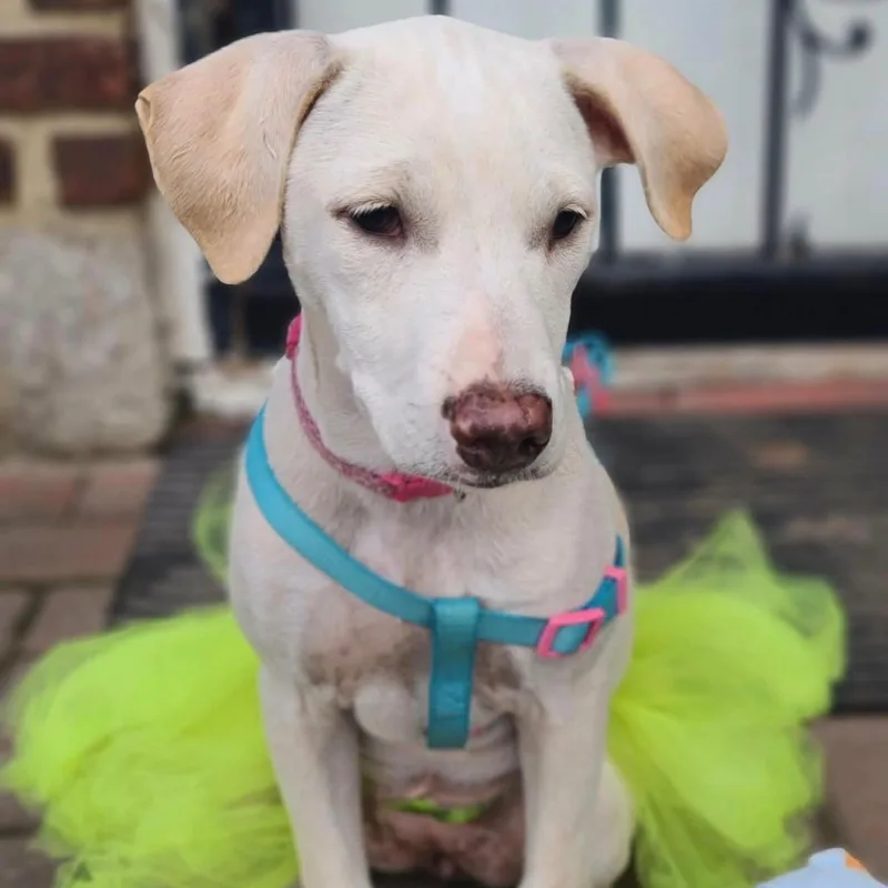 A baby medium-sized female Labrador Retriever dog named Skye for adoption in Carmel, NY