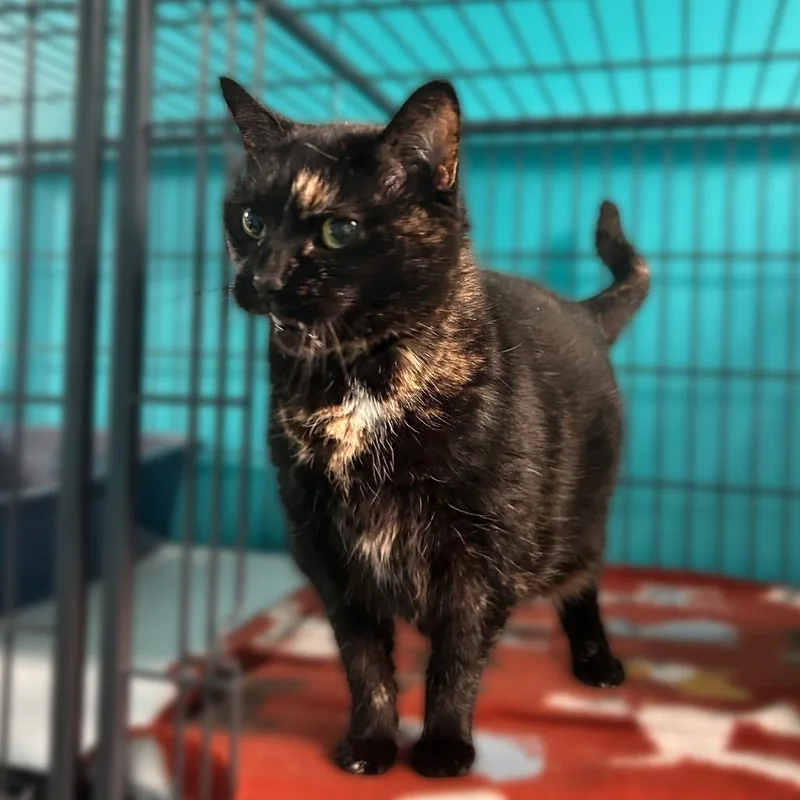 A senior extra large-sized female Black Domestic Short Hair cat named Yum Yum for adoption in Davenport, IA