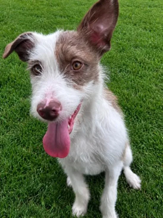 A young small-sized female Parson Russell Terrier dog named Aspen for adoption in Clinton Township, MI