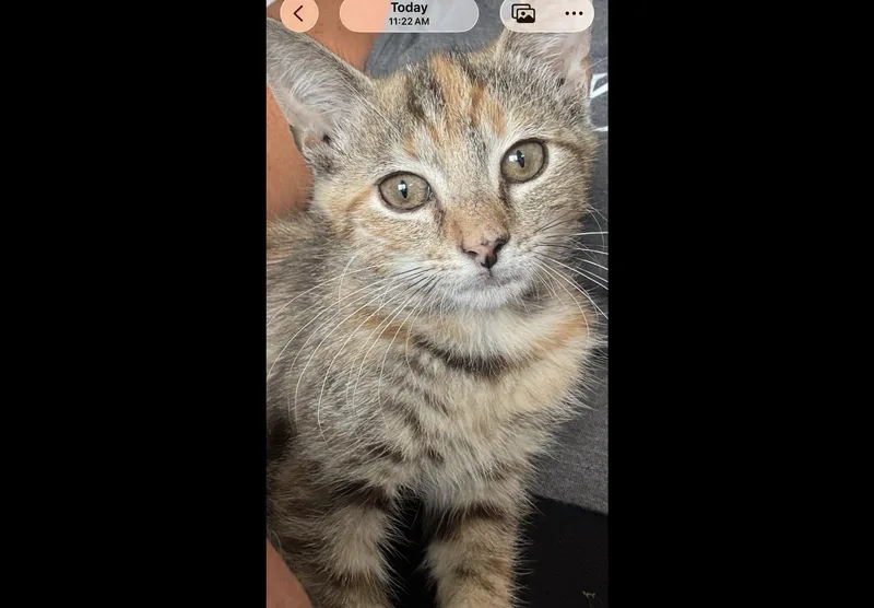 A baby small-sized female Domestic Short Hair cat named Violet for adoption in Sneads Ferry, NC