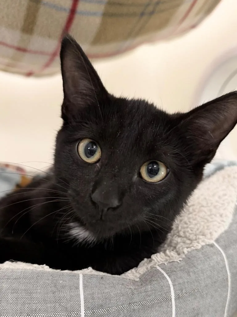 A baby medium-sized male Domestic Short Hair cat named Rockstar for adoption in Menomonie, WI