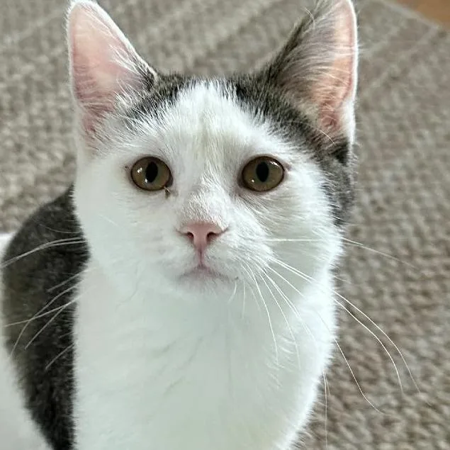 A young medium-sized female White Domestic Short Hair cat named Luna for adoption in DeKalb, IL