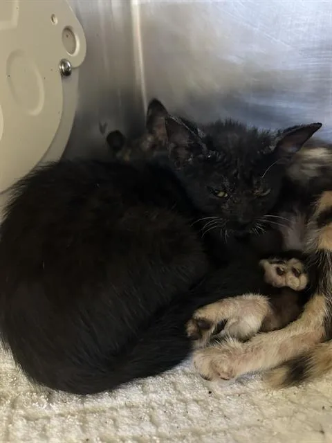 A baby small-sized male Domestic Short Hair cat named Piston for adoption in Long Beach, CA